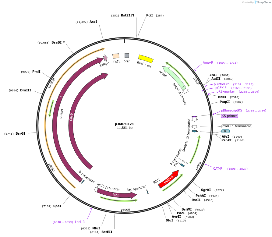 119260-plasmid-map-sequence-id-232557