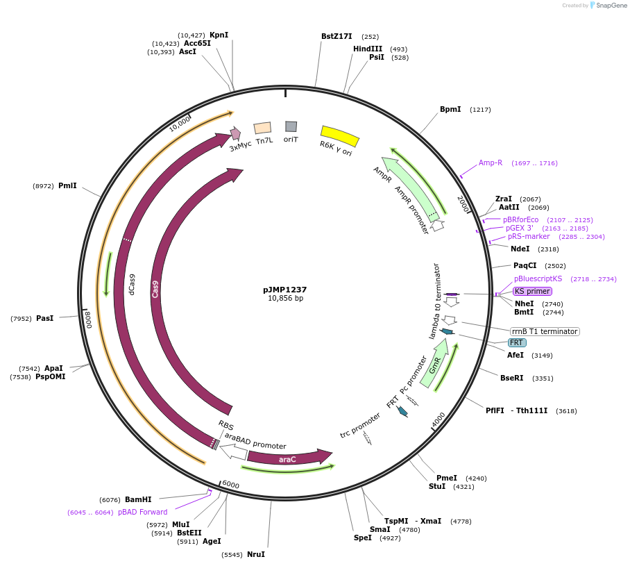 119262-plasmid-map-sequence-id-232559