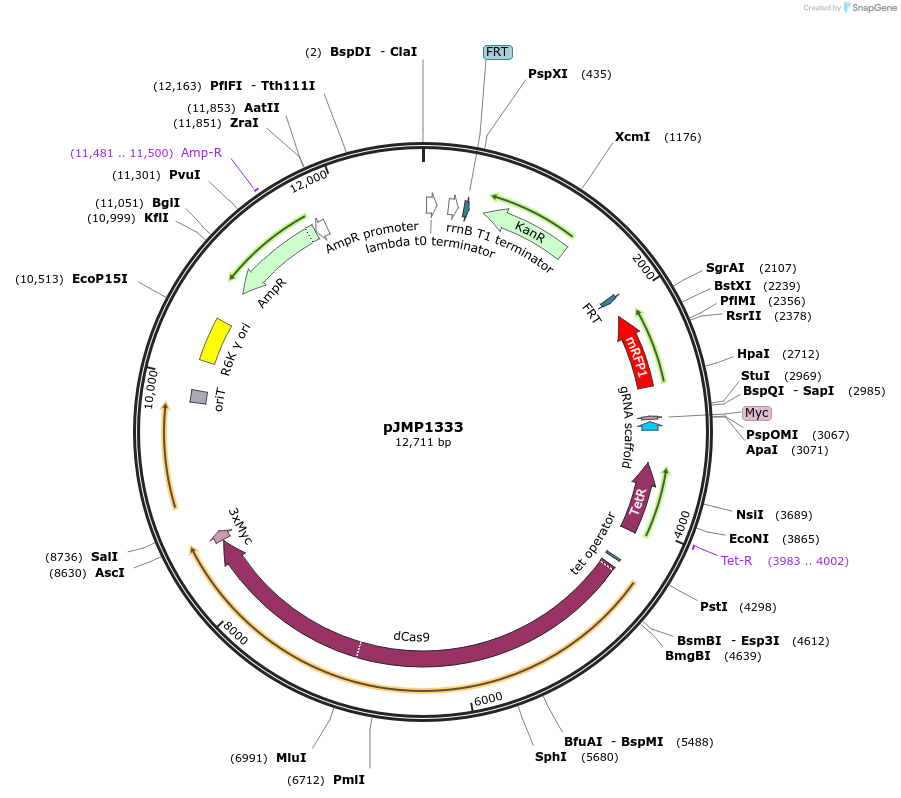 119268-plasmid-map-sequence-id-232561