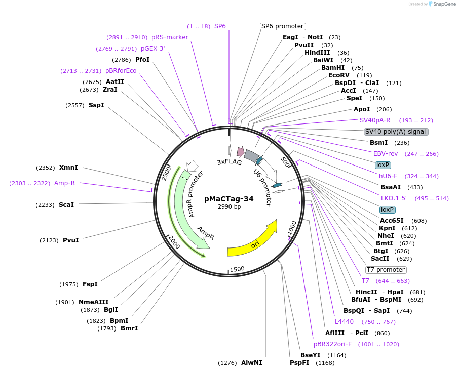 119998-plasmid-map-sequence-id-232597