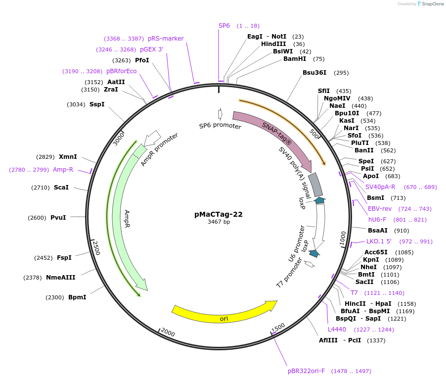 120001-plasmid-map-sequence-id-232599