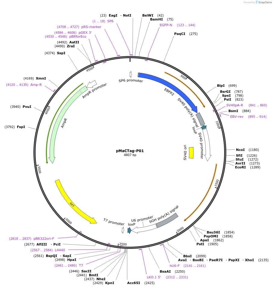 120012-plasmid-map-sequence-id-232609