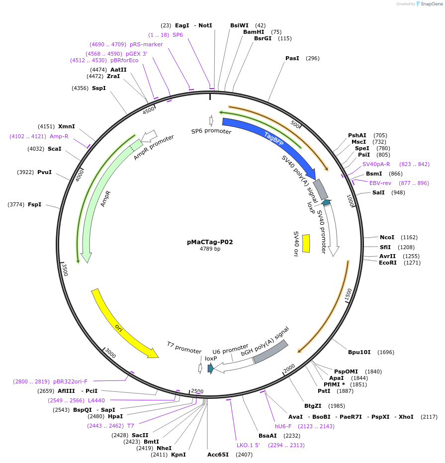 120013-plasmid-map-sequence-id-232610