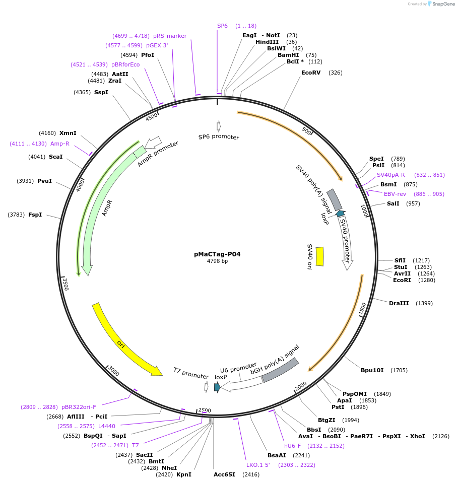 120015-plasmid-map-sequence-id-232612