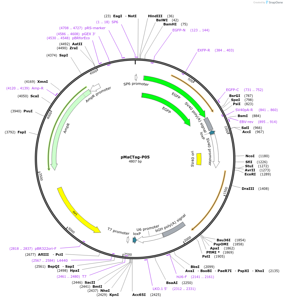 120016-plasmid-map-sequence-id-232613