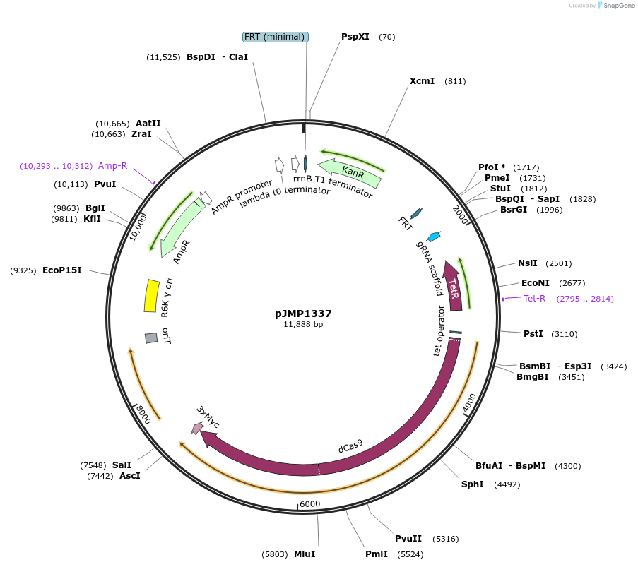119270-plasmid-map-sequence-id-232615