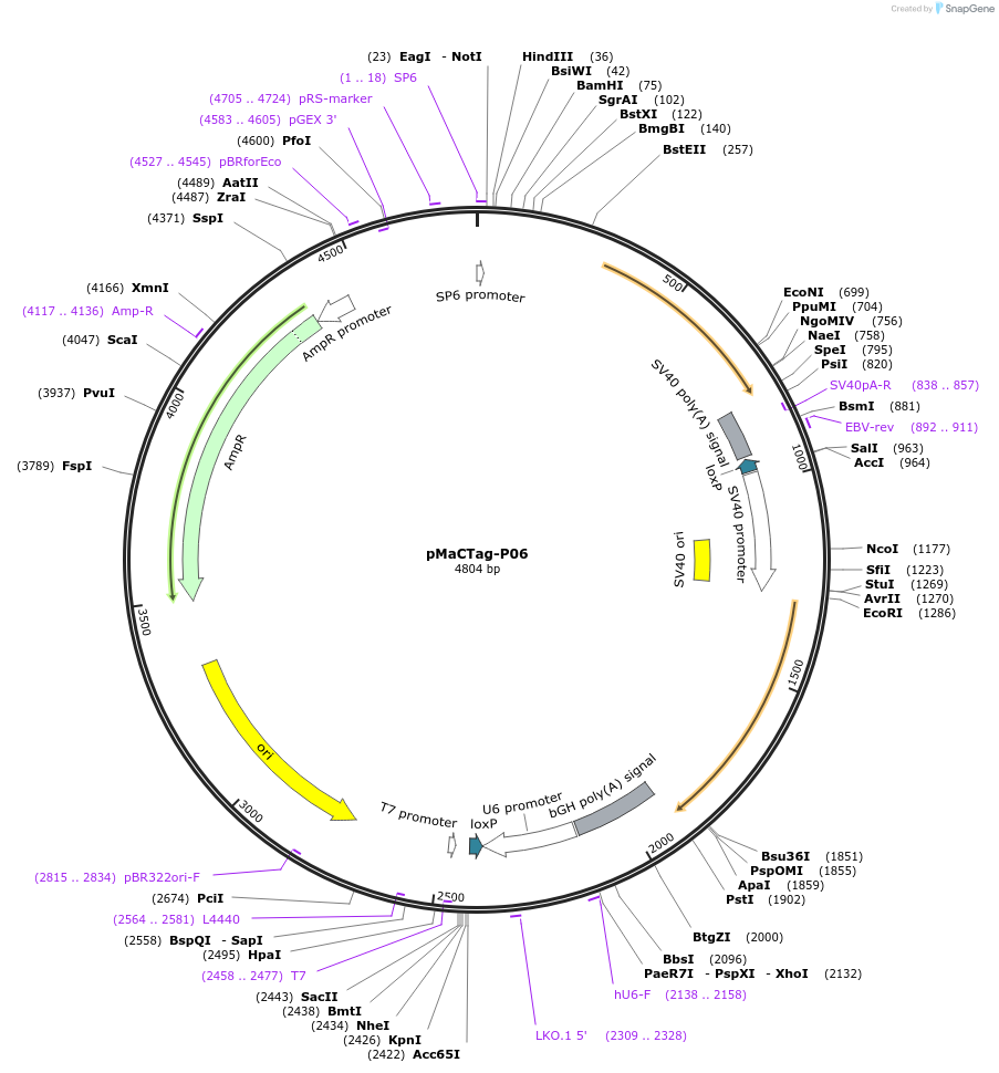 120017-plasmid-map-sequence-id-232616