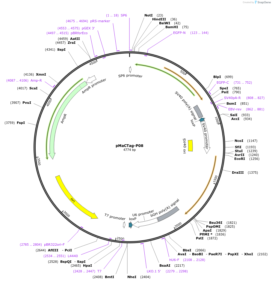 120019-plasmid-map-sequence-id-232617