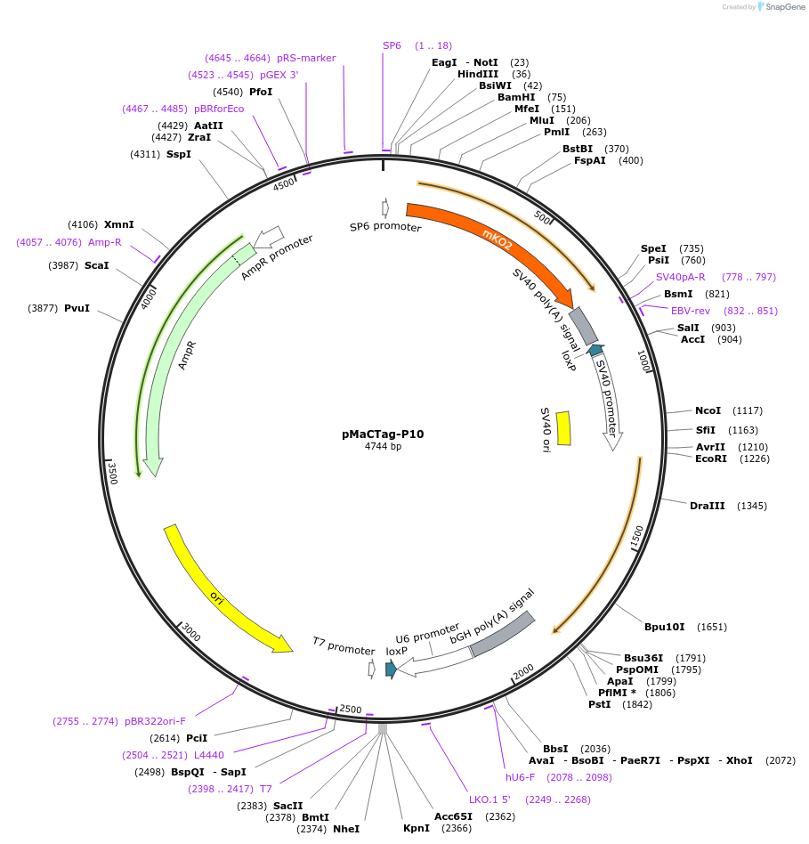 120021-plasmid-map-sequence-id-232619