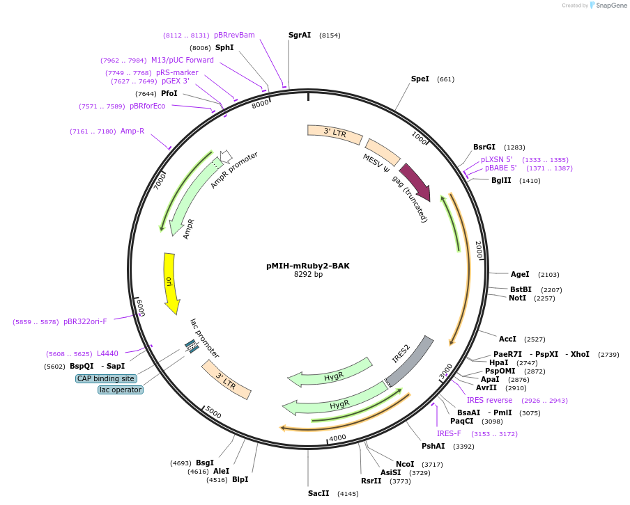 111627-plasmid-map-sequence-id-232620