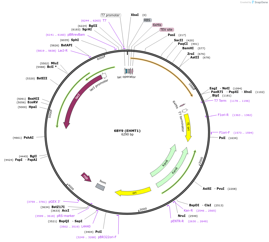 119956-plasmid-map-sequence-id-232626