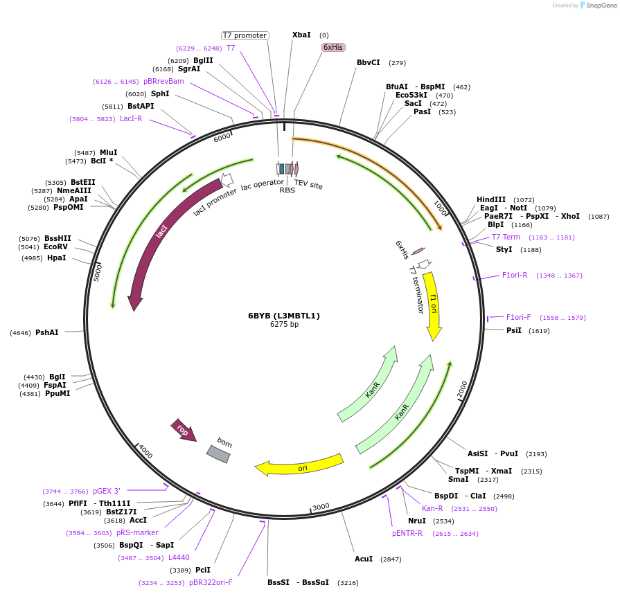 119957-plasmid-map-sequence-id-232627