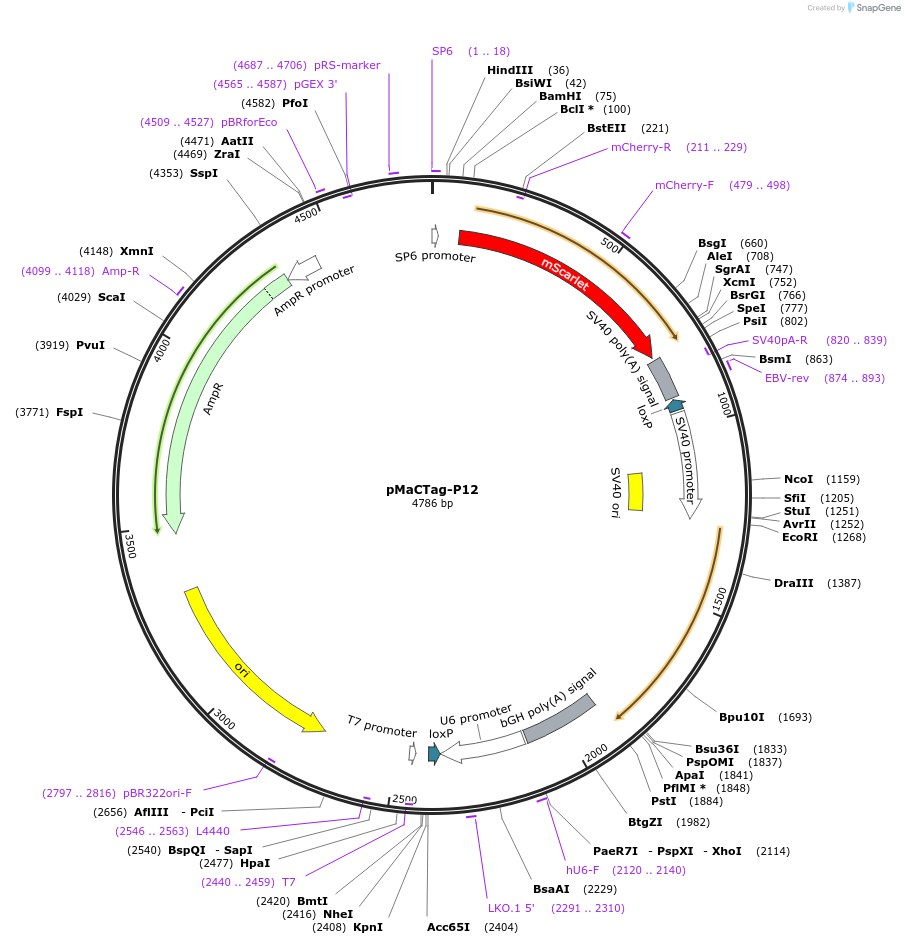 120023-plasmid-map-sequence-id-232629