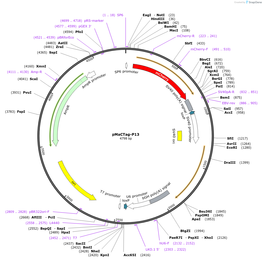 120024-plasmid-map-sequence-id-232630