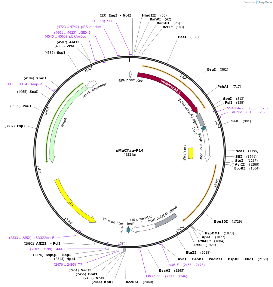 120025-plasmid-map-sequence-id-232632