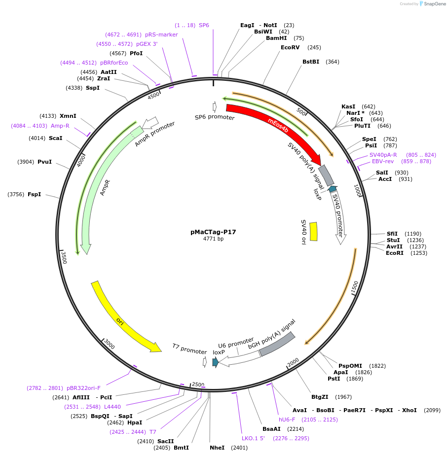 120028-plasmid-map-sequence-id-232635