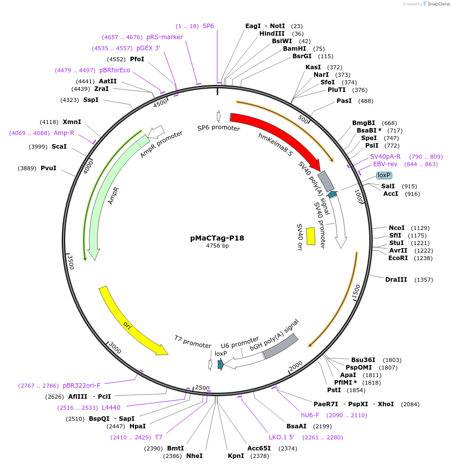 120029-plasmid-map-sequence-id-232636