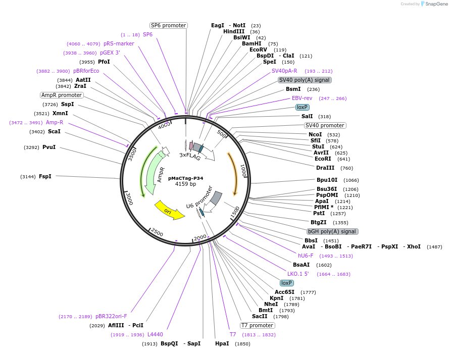 120030-plasmid-map-sequence-id-232637