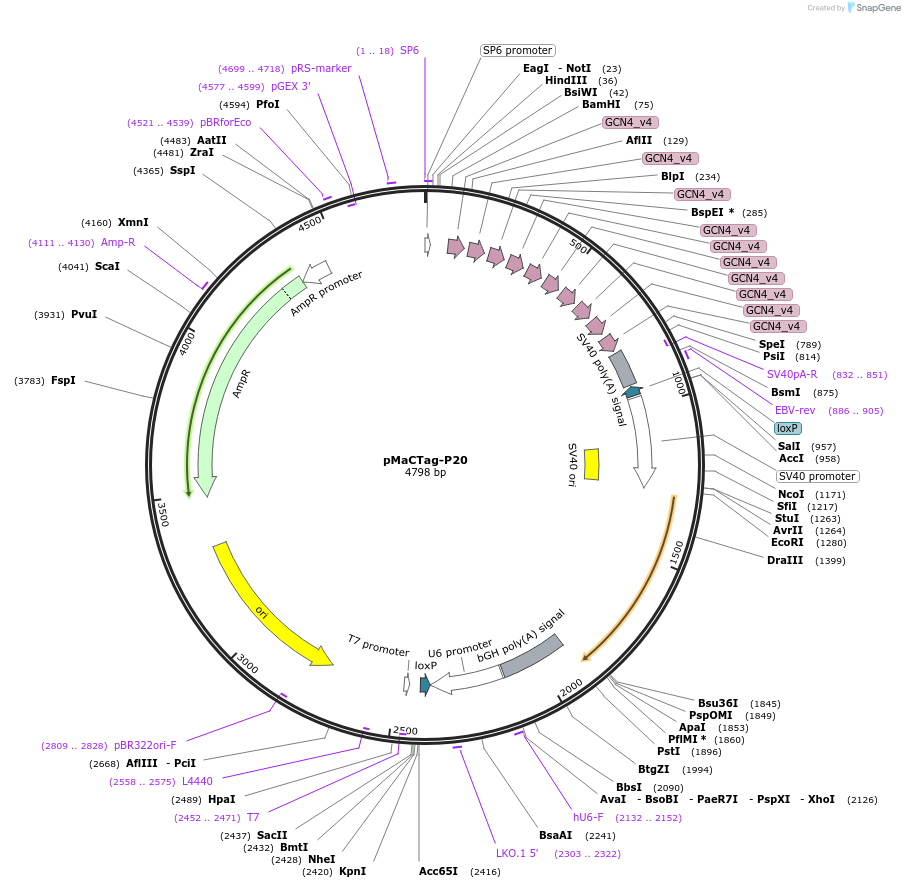 120031-plasmid-map-sequence-id-232638