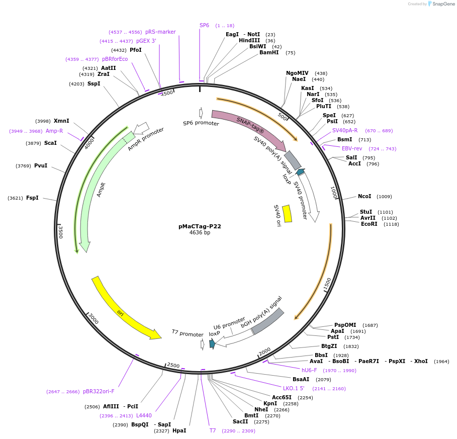 120033-plasmid-map-sequence-id-232639