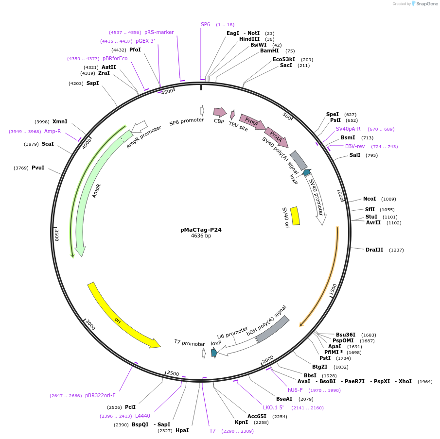 120035-plasmid-map-sequence-id-232641