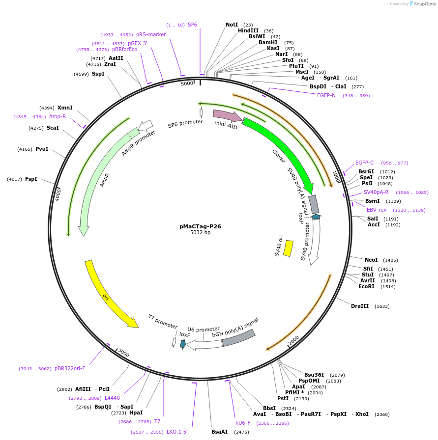 120037-plasmid-map-sequence-id-232643