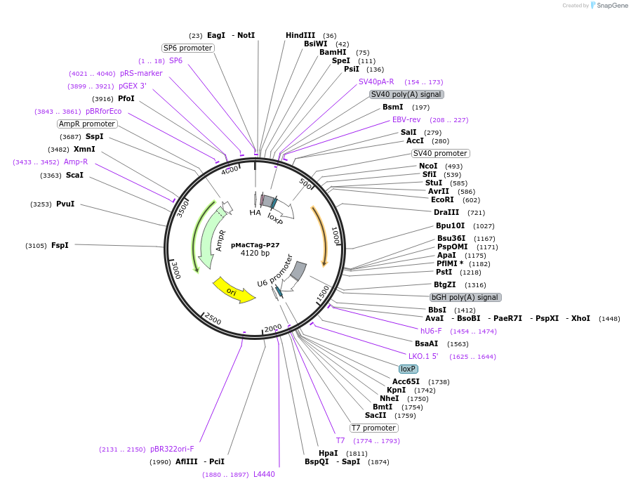 120038-plasmid-map-sequence-id-232644