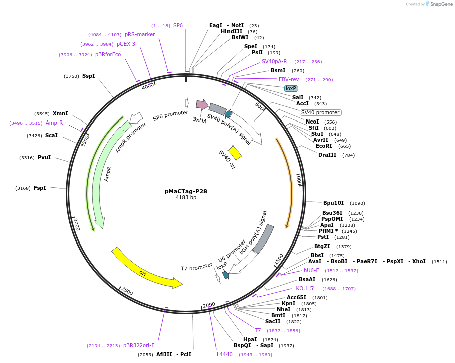 120039-plasmid-map-sequence-id-232645