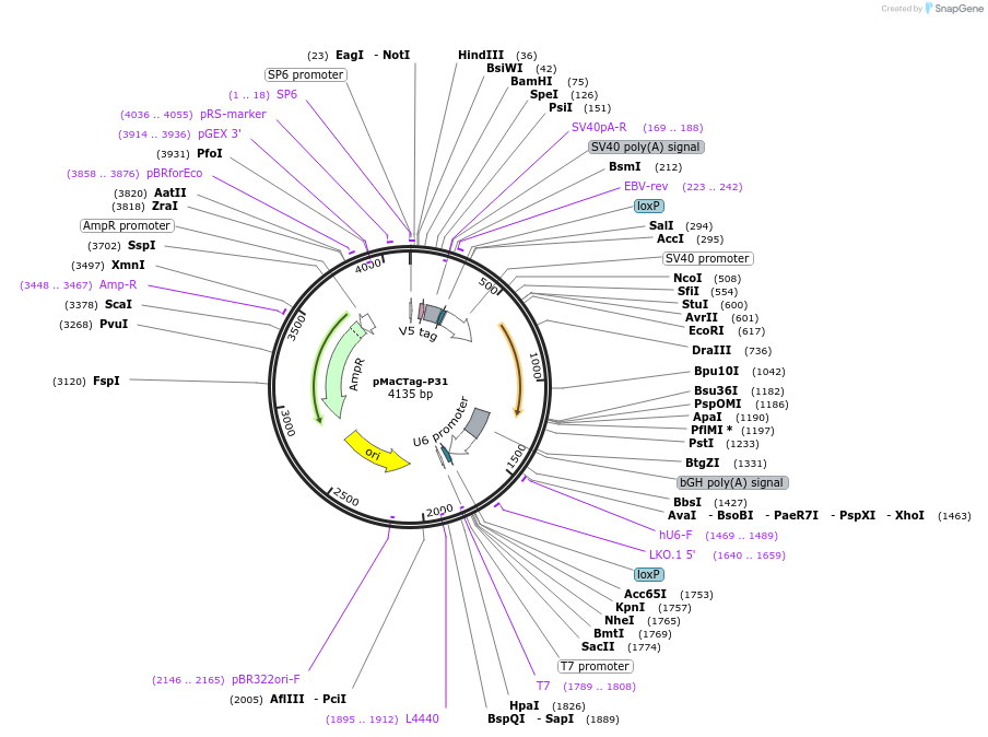 120042-plasmid-map-sequence-id-232648