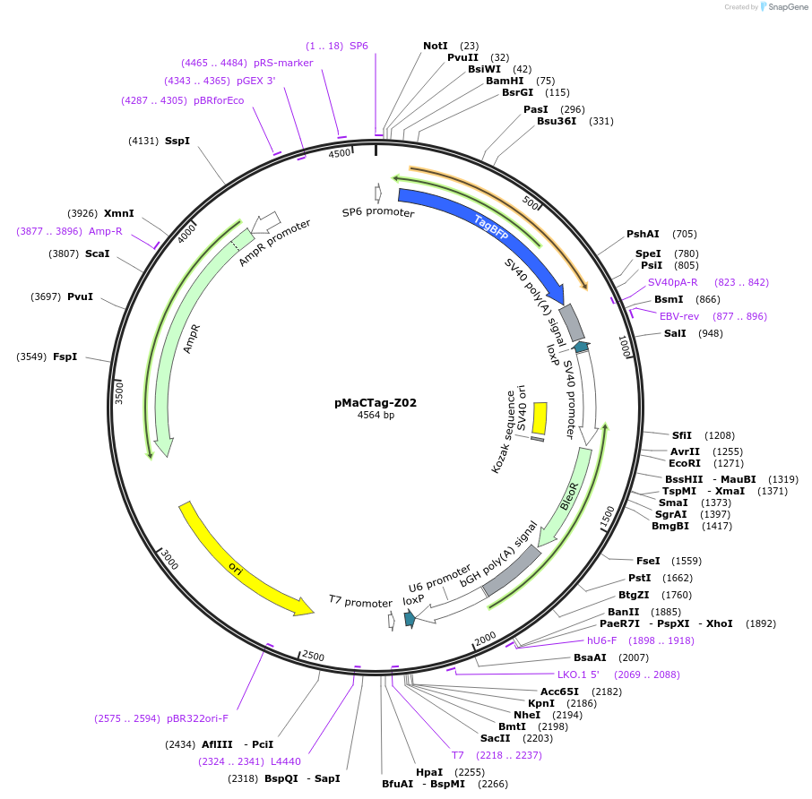 120045-plasmid-map-sequence-id-232651