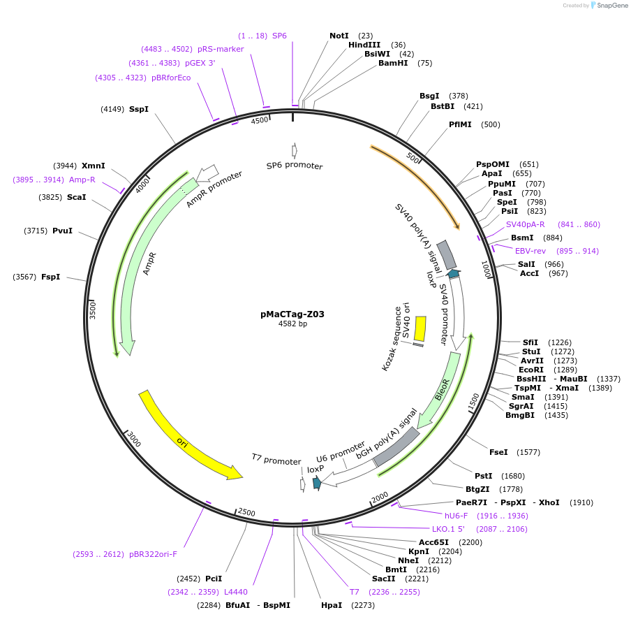 120046-plasmid-map-sequence-id-232652
