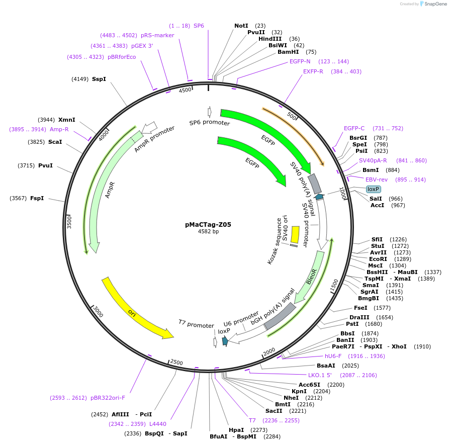 120048-plasmid-map-sequence-id-232654