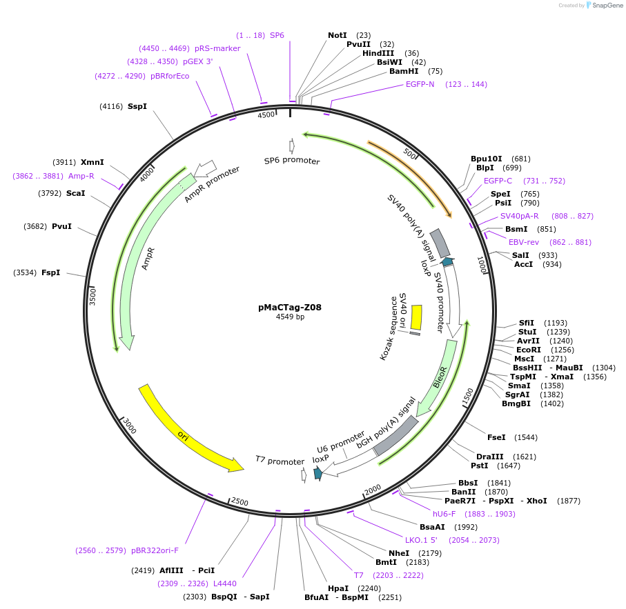 120051-plasmid-map-sequence-id-232656