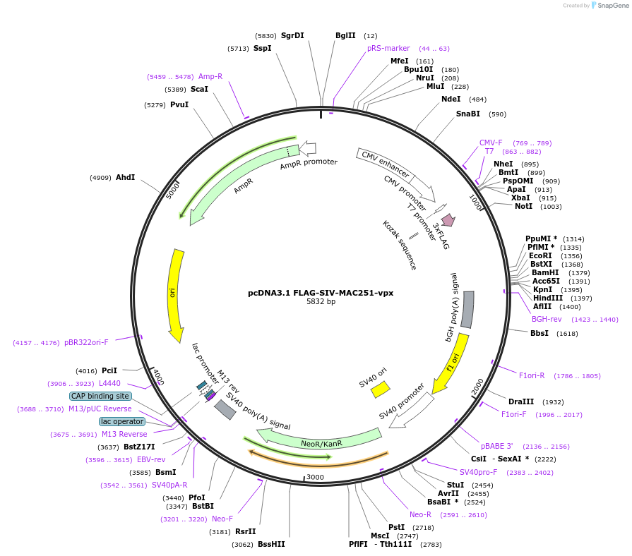 115842-plasmid-map-sequence-id-232657
