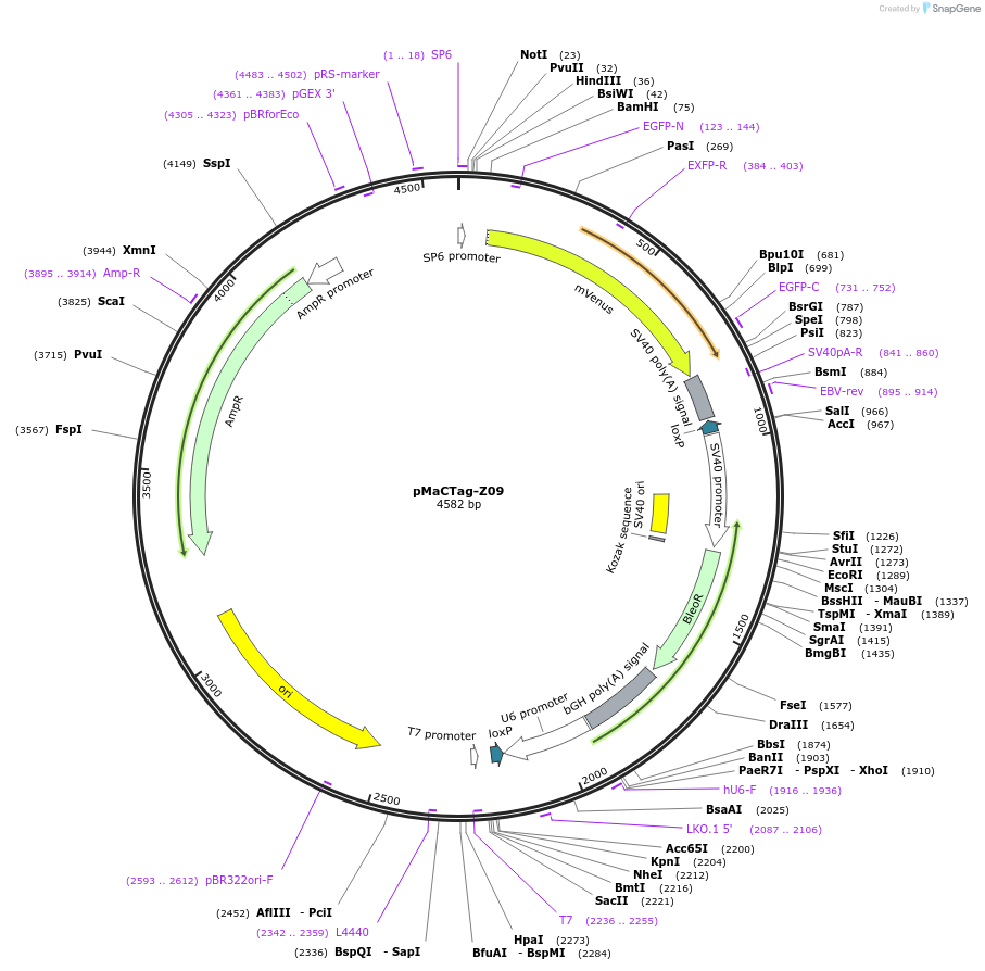 120052-plasmid-map-sequence-id-232661