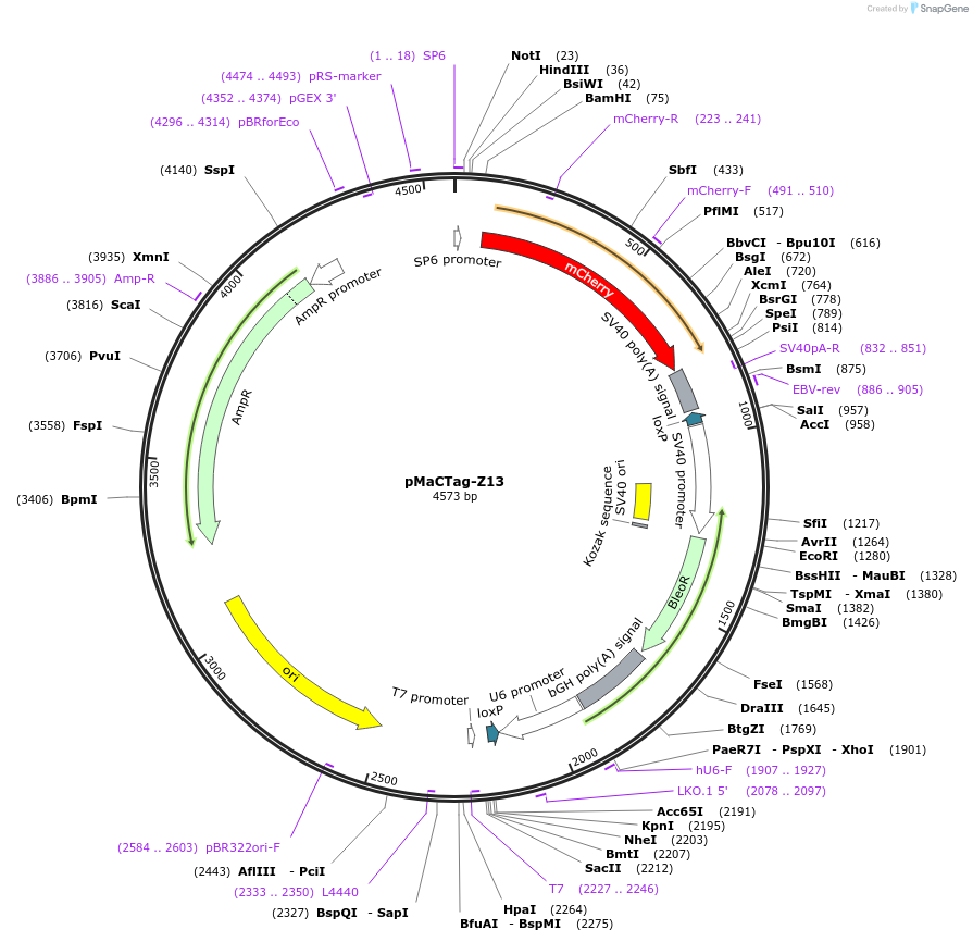 120056-plasmid-map-sequence-id-232665