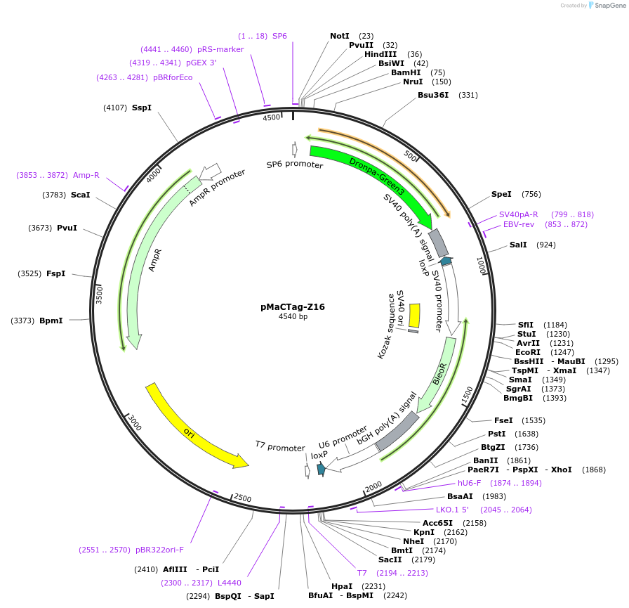 120059-plasmid-map-sequence-id-232668