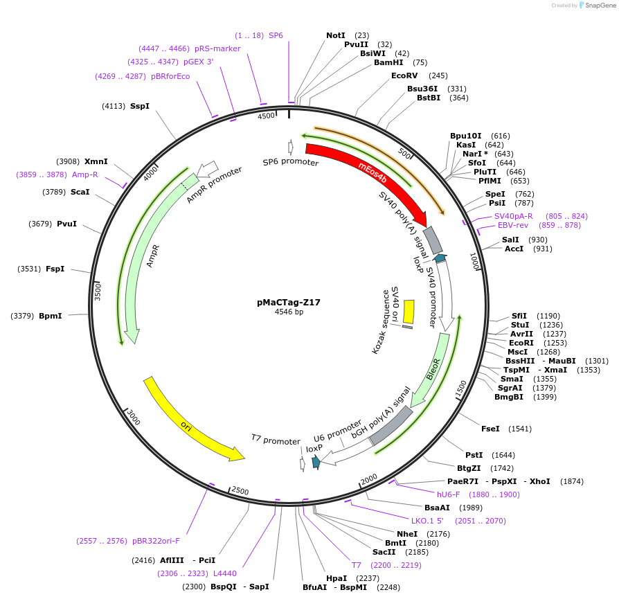 120060-plasmid-map-sequence-id-232669