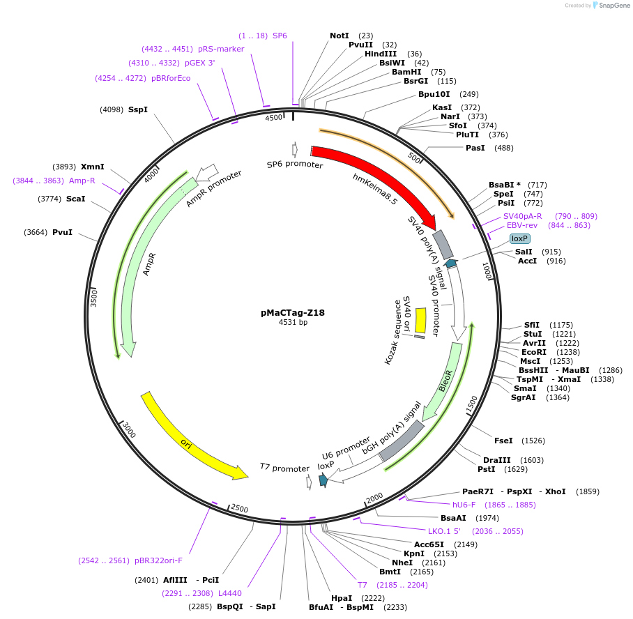 120061-plasmid-map-sequence-id-232670
