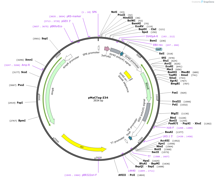 120062-plasmid-map-sequence-id-232671