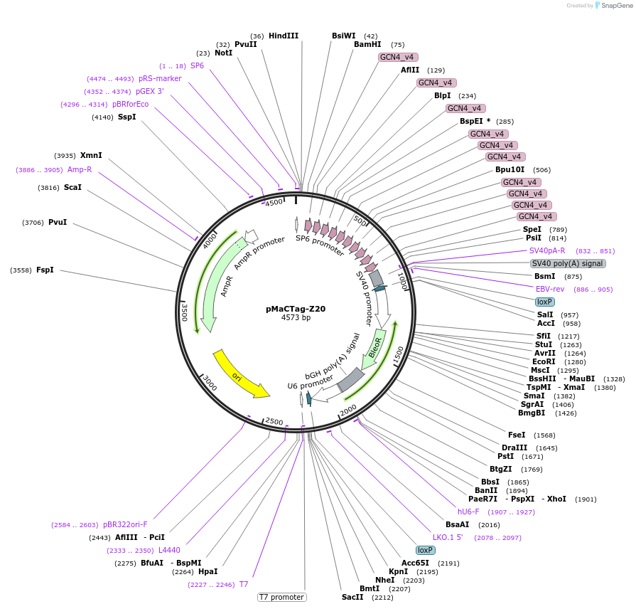 120063-plasmid-map-sequence-id-232672