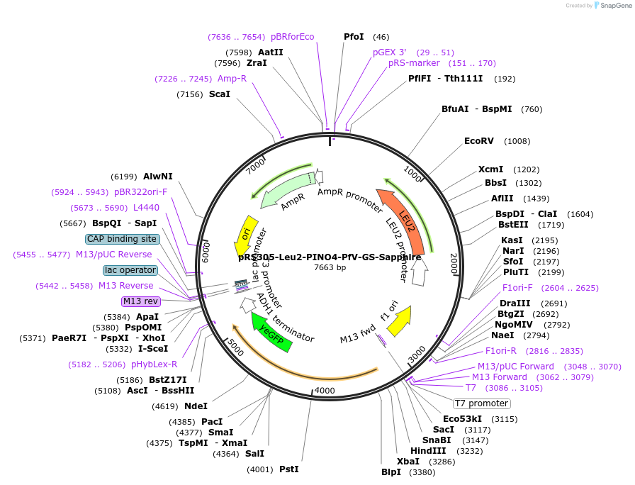116930-plasmid-map-sequence-id-232673