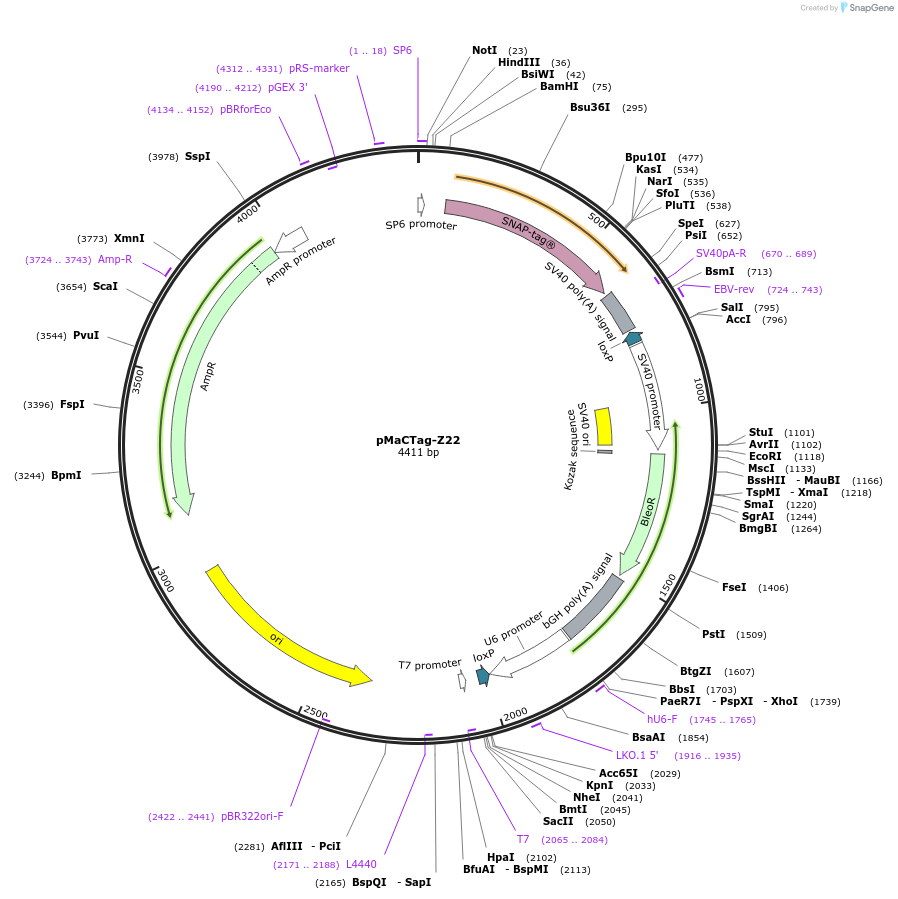 120065-plasmid-map-sequence-id-232674