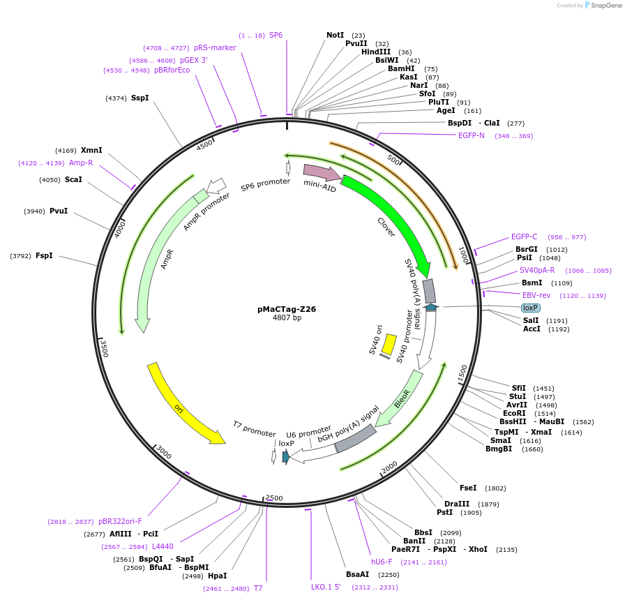120069-plasmid-map-sequence-id-232679