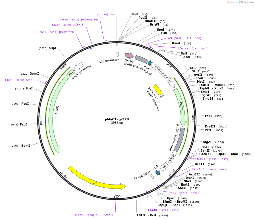 120071-plasmid-map-sequence-id-232681