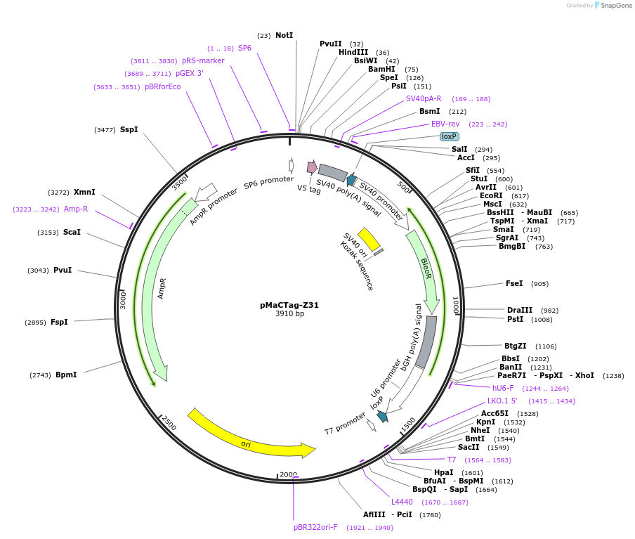 120074-plasmid-map-sequence-id-232685