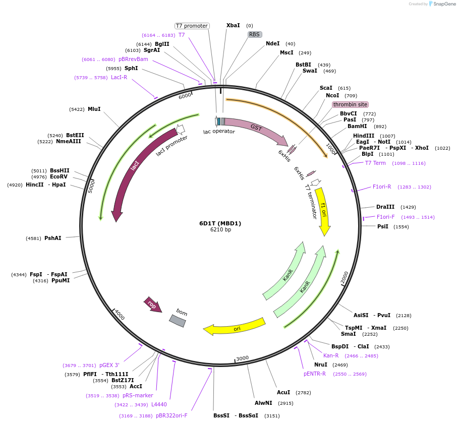119966-plasmid-map-sequence-id-232690