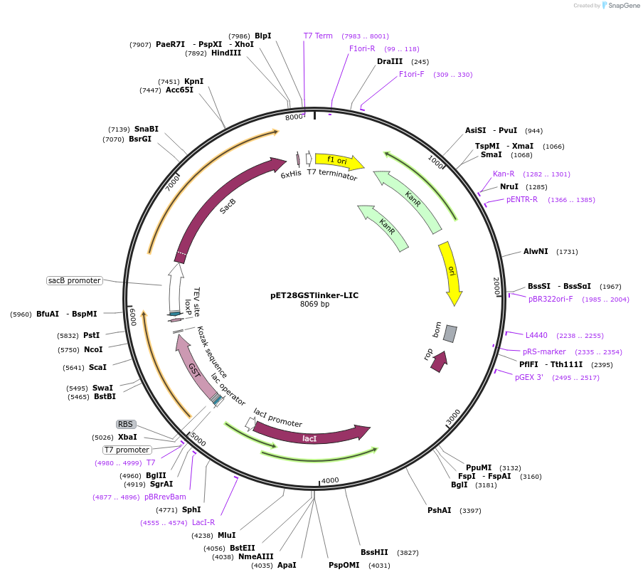 119970-plasmid-map-sequence-id-232695