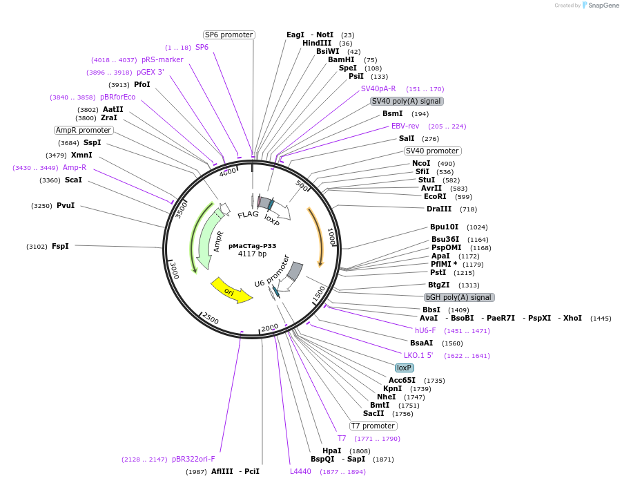 120018-plasmid-map-sequence-id-232697