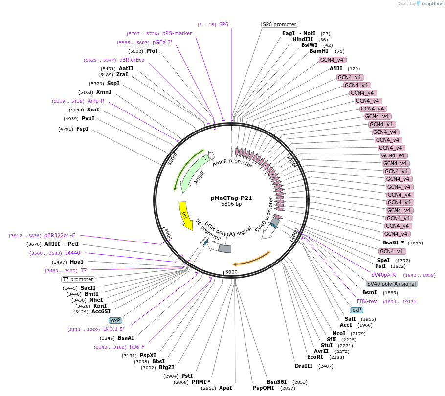 120032-plasmid-map-sequence-id-232699